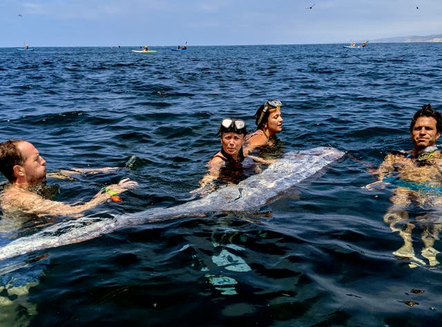 <p>A team of researchers and science-minded snorkelers working together to recover a dead oarfish from La Jolla Cove, California </p>