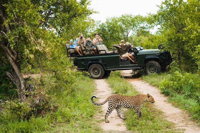 <p>South Africa is a popular spot to see animals in their natural habitats</p>